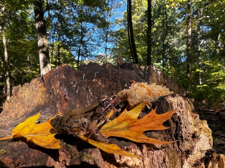 Leopard Frog